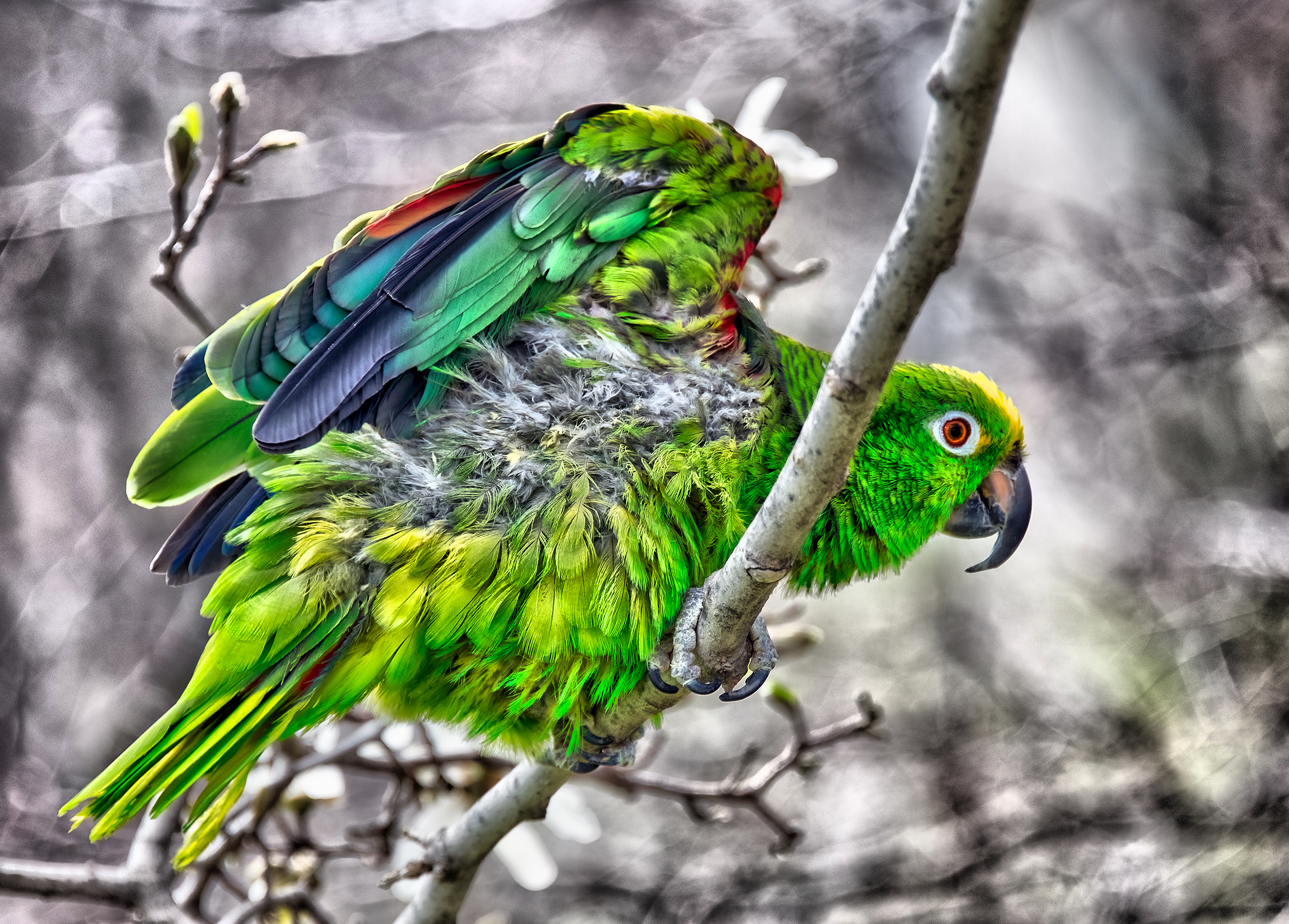 Bird in the Park